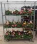 Primrose Hanging Basket