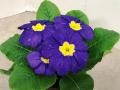 Primrose Hethor Giant Blue