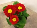 Primrose Hethor Giant Red