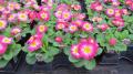 Primrose Hethor Giant Rose Flame