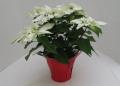 Poinsettia Princettia Max White