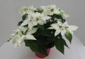 Poinsettia Princettia Max White