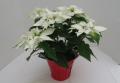 Poinsettia Princettia Max White