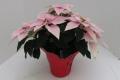 Poinsettia Princettia Pink