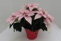 Poinsettia Princettia Pink