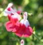 Salvia Hot Lips