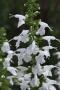 Salvia Summer Jewel White 