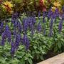 Salvia Mysty Blue