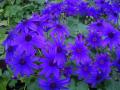 Cineraria Senetti Blue