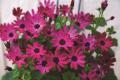 Cineraria Senetti Ruby Red