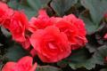 Begonia Solenia Dark Pink