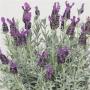 Spanish Lavender Silver Anouk