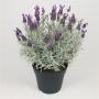 Spanish Lavender Silver Anouk