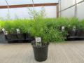 Sprengeri Asparagus Fern