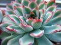 Succulent Echeveria pulidonis