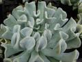 Succulent Echeveria runyonii