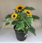 Sunflower Miss Sunshine