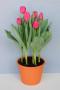 Tulip Sunset Tropical Double Hot Pink