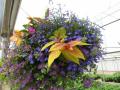 Shade Hanging Basket Sunshine in the Shade 2011 -2