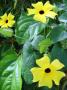 Thunbergia Sunny Lemon Star