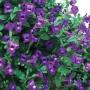 Torenia Summer Wave Large Violet