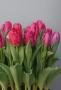 Tulip Canasta Pink 