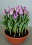 Tulip Carre Lavender