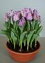 Tulip Carre Lavender 