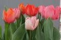 Tulip Color Parade