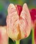 Tulip Hemisphere Close-up