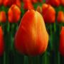 Tulip Lalibela