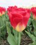 Tulip Match