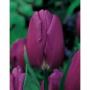 Tulip Purple Flag