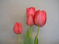 Spryng Tulip Rose Red