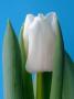 Tulip Update White