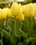 Tulip Yellow King
