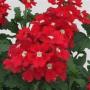 Verbena Blues Red