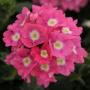 Verbena Blues Rose Eye