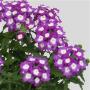 Verbena Blues Violet Eye