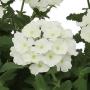 Verbena Blues White