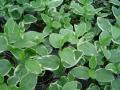 Vinca Vine Major Variegata