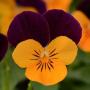 Viola Sorbet XP Orange Jump Up