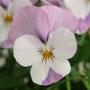 Viola Sorbet Pink Wing