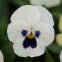 Viola Sorbet XP White Blotch