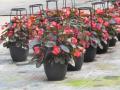 Begonia Rose with Bronze Leaf