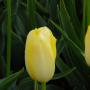Tulip Yellow Moon