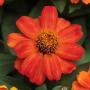 Zinnia Zahara Fire