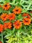 Zinnia Zahara Fire