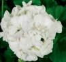 Geranium Americana White