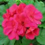 Geranium Americana Cherry Rose 